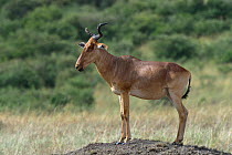Coke&#39;s Hartebeest (Alcelaphus buselaphus) standing on a mound, Masai Mara, Kenya. March.