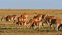 Herd of Giant Eland (Taurotragus derbianus) grazing, Masai mara, Kenya. March.