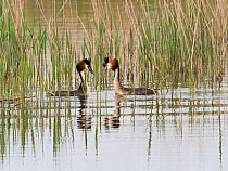 Great crested grebe (Podiceps cristatus) pair displaying, Ham Wall RSPB Reserve, part of the Avalon Marshes, Somerset Levels and Moors, England, UK, April.