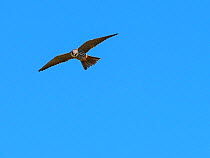 Eurasian hobby (Falco subbuteo) in flight, Shapwick Heath National Nature Reserve, Avalon Marshes, Somerset Levels and Moors, England, UK, April.
