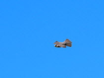 Eurasian hobby (Falco subbuteo) in flight, Shapwick Heath National Nature Reserve, Avalon Marshes, Somerset Levels and Moors, England, UK, April.