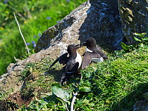 Razorbill (Alca torda) two fighting for nesting location on a grassy cliff top, Lunga Island, Treshnish Isles, Inner Hebrides, Scotland, UK, May.