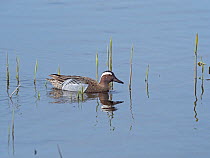 Garganey (Anas querquedula) male in a reedbed pool, Ham Wall RSPB Reserve, part of the Avalon Marshes, Somerset Levels and Moors, England, UK, April.