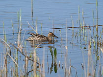 Garganey (Anas querquedula) female in a reedbed pool, Ham Wall RSPB Reserve, part of the Avalon Marshes, Somerset Levels and Moors, England, UK, April.
