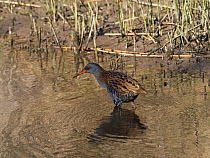 Water rail (Rallus aquaticus) at the edge of a water channel, Radipole Lake RSPB Reserve, Weymouth, Dorset, England, UK, March