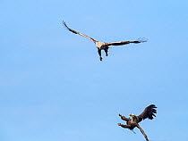 White-tailed eagle (Haliaeetus albicilla) adults in flight in territorial dispute, Loch na Keal, Isle of Mull, Inner Hebrides, Argyll and Bute, Scotland, UK, May.