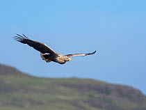 White-tailed eagle (Haliaeetus albicilla) adult in flight calling, Loch na Keal, Isle of Mull, Inner Hebrides, Argyll and Bute, Scotland, UK, May