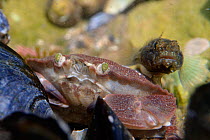 Young Edible crab (Cancer pagurus) and a Rock goby (Gobius paganellus) side by side in a rock pool, looking towards the camera, The Gower, Wales, UK, August.
