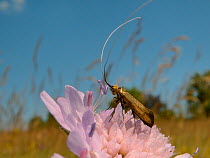 Brassy longhorn moth (Nemophora metallica) male animal standing on a Field scabious (Knautia arvensis) flower, the host plant for the larvae of this species, waiting for females to arrive, chalk grass...