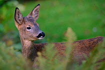 Young Roe deer (Capreolus capreolus) buck framed by ferns, Wiltshire garden, UK, October.