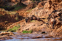 Eastern White-bearded Wildebeest (Connochaetes taurinus) jumping into Mara river on migration, Masai Mara National Reserve, Kenya.