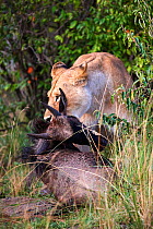 Lioness (Panthera leo) killing in ambush a young eastern White-bearded Wildebeest (Connochaetes taurinus) Masai Mara National Reserve, Kenya.