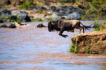 Eastern White-bearded Wildebeest (Connochaetes taurinus) jumping into Mara river on migration, Masai Mara National Reserve, Kenya. Sequence 2 of 10