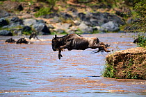 Eastern White-bearded Wildebeest (Connochaetes taurinus) jumping into Mara river on migration, Masai Mara National Reserve, Kenya. Sequence 5 of 10