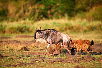Spotted hyena (Crocuta crocuta) killing an Eastern White-bearded Wildebeest (Connochaetes taurinus) Masai Mara National Reserve, Kenya.