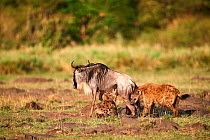Spotted hyena (Crocuta crocuta) killing an Eastern White-bearded Wildebeest (Connochaetes taurinus) Masai Mara National Reserve, Kenya.