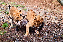 Two young male lions (Panthera leo) suffocating and killing Wildebeest (Connochaetes taurinus) prey. Masai Mara National Reserve, Kenya.