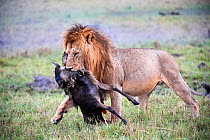 Lion male (Panthera leo) carrying carcass of a dead wildebeest calf (Connochaetes taurinus). Masai Mara National Reserve, Kenya.