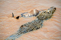 Nile crocodile (Crocodylus niloticus) attacking a Wildebeest (Connochaetes taurinus) as it crosses the Mara River. Masai Mara National Reserve, Kenya.