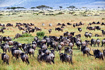 Eastern White-bearded Wildebeest (Connochaetes taurinus) migrating herds, Masai Mara National Reserve, Kenya.
