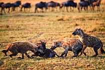 Spotted hyena (Crocuta crocuta) killing a young Eastern White-bearded Wildebeest (Connochaetes taurinus) Masai Mara National Reserve, Kenya.