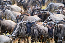 Eastern white-bearded wildebeest herd (Connochaetes taurinus). Masai Mara National Reserve, Kenya.