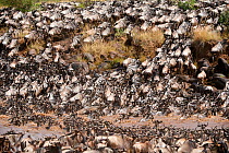 Eastern White-bearded Wildebeest herd (Connochaetes taurinus) crossing the Mara River. Masai Mara National Reserve, Kenya.