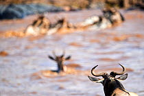 Eastern White-bearded Wildebeest (Connochaetes taurinus) herd swimming across Mara river through the eye of an adult, Masai Mara National Reserve, Kenya.