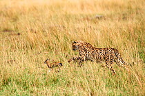 Cheetah subadult (Acinonyx jubatus) hunting a Thomson&#39;s gazelle fawn (Eudorcas thomsonii) caught by the mother so they can develop their hunting skills, Masai Mara National Reserve, Kenya.
