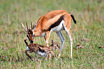 Thomson&#39;s gazelle (Eudorcas thomsoni) mother encourages newborn baby to take its first steps. Masai Mara National Reserve, Kenya.