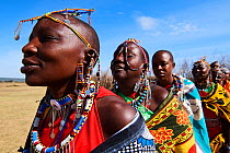Group of Maasai women singing and dancing in traditional dress and adorned with bead work, Masai Mara National Reserve, Kenya.
