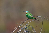 Blue-cheeked bee-eater (Merops persicus) perched, Mandria, Cyprus, April