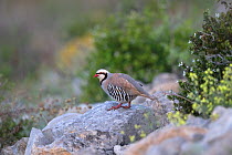 Chukar partridge (Alectoris chukar) Cyprus, April