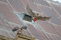 Peregrine (Falco peregrinus) falcons flying at Norwich Cathedral roof, Norwich, UK, June.