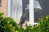 Peregrine (Falco peregrinus) sitting on windowsill of house, Norwich, England, UK, June.
