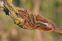 Brown-tailed moth larvae (Euproctis chrysorrhoea) Norfolk, UK, May.