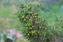 Phoenician juniper (Juniperus phoenicea) Cyprus, April