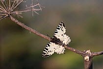 Eastern festoon butterfly (Zerynthia cerisy) Cyprus, April