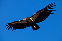 California condor (Gymnogyps californianus) in flight, wings radio tagged. California condor recovery program, Sierra de San Pedro Martir National Park, Baja California Peninsula, Mexico. 2011.