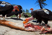 California condor (Gymnogyps californianus) group feeding on carrion at feeding site, California condor recovery program. Sierra de San Pedro Martir National Park, Baja California Peninsula, Mexico. 2...