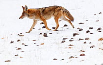 Coyote (Canis latrans) walking in the snow amongst pinecones. Sierra de San Pedro Martir National Park, Baja California Peninsula, Mexico. December. Digitally enhanced image.