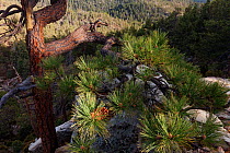 Sierra lodgepole pine (Pinus contorta murrayana) forest. Sierra de San Pedro Martir National Park, Baja California Peninsula, Mexico.