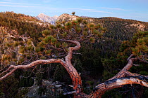 Sierra lodgepole pine (Pinus contorta var murrayana) forest. Sierra de San Pedro Martir National Park, Baja California Peninsula, Mexico. 2011.