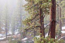 Jeffrey pine (Pinus jeffreyi) forest in mist. Sierra de San Pedro Martir National Park, Baja California Peninsula, Mexico, December 2009.