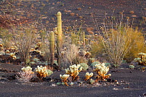 Sonoran Desert on volcanic soil with Teddy-bear cholla (Cylindropuntia bigelovii), Saguaro (Carnegiea gigantea) and ocotillo (Fouquieria splendens). El Tecolote volcano, El Pinacate Biosphere Reserve,...