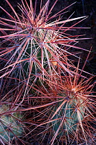 Harem cactus (Homalocephala polycephala), cloes up. El Tecolote volcano, El Pinacate Biosphere Reserve, northwest Mexico.