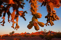 Jumping cholla (Cylindropuntia fulgida) cactus branches hanging down, view of Sonoran Desert and Montezuma&#39;s Head Mountain and the Ajo Range. Organ Pipe Cactus National Monument, Arizona, USA. Jan...