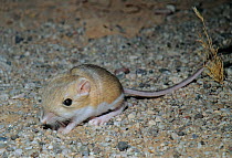 Merriam&#39;s kangaroo rat (Dipodomys merriami). El Pinacate Biosphere Reserve, Sonoran Desert, northwest Mexico. July.