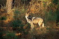 Mexican wolf (Canis lupus baileyi) standing in forest clearing. Captive.