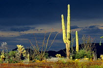 Sonoran Desert with Saguaro (Carnegiea gigantea) and Teddy-bear Cholla (Cylindropuntia bigelovii) cactic, alongside Ocotillo (Fouquieria splendens). El Pinacate Biosphere Reserve, Sonoran Desert, nort...